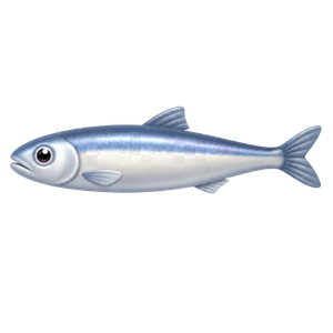 Anchovy meal